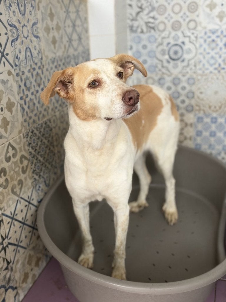 ACE: Lulu is een zachte, vriendelijke en trouwe hond!, 6 jaar of ouder, Particulier, Buitenland, Teef