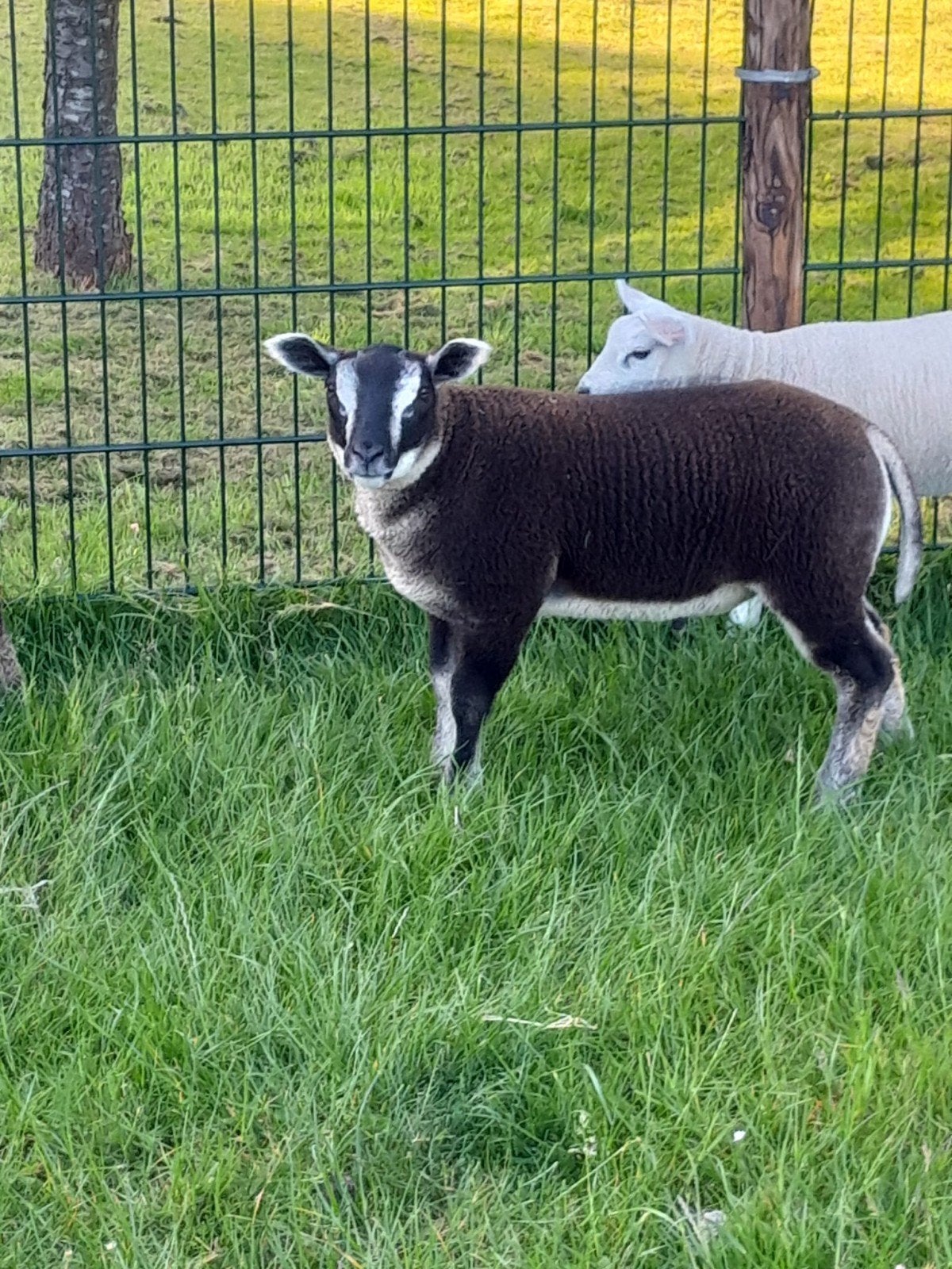 Dassenkoppen rammen in verschillende kleuren, Mannelijk, Schaap