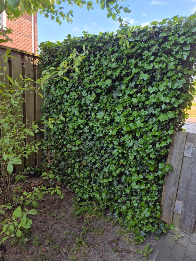 Klimop paneel voor een groene afscheiding, Tuin en Terras, Tuinhekken en Hekwerk, Gebruikt, Overige typen, Overige materialen