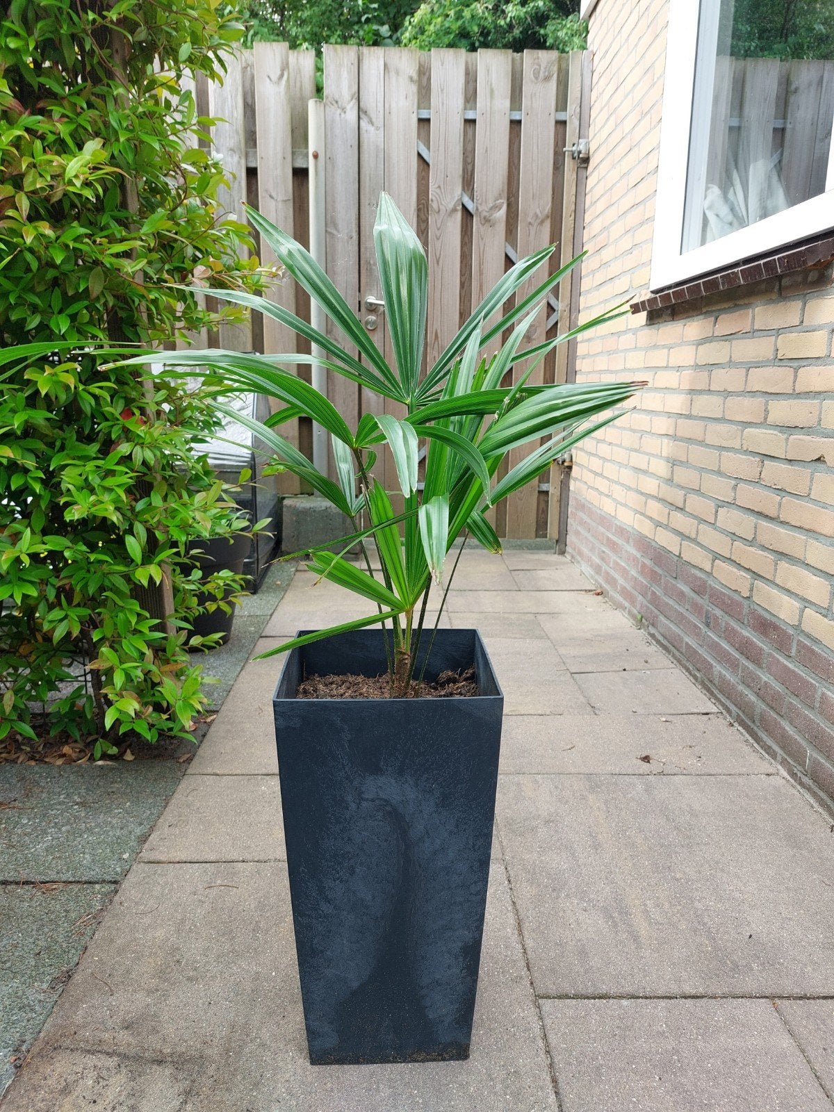 Trachycarpus fortunei 4 en 5 jaar oud, Tuin en Terras, Ophalen, Zomer, Vaste plant, Overige soorten