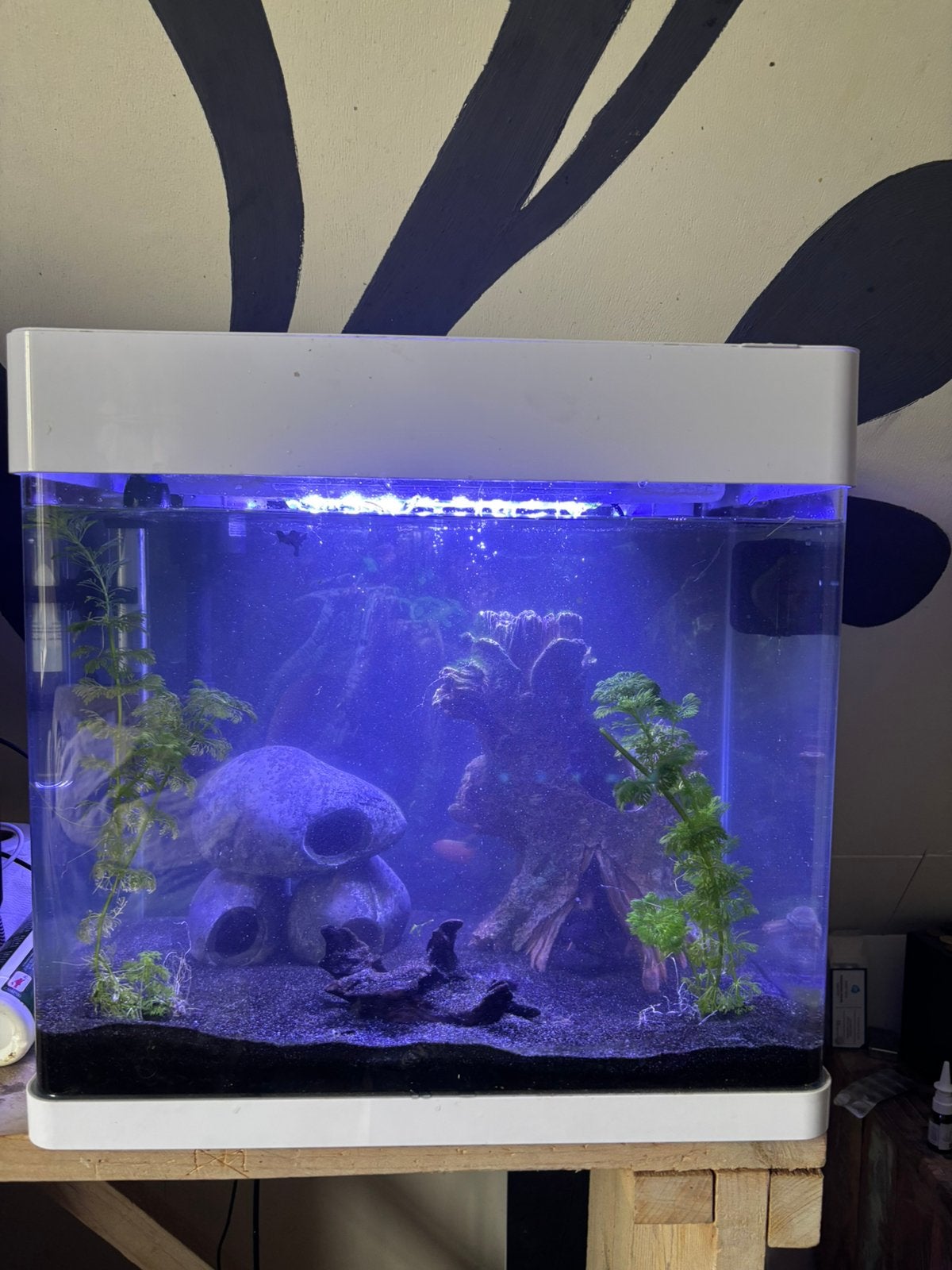 Superfish panorama 50 led aquarium, Ophalen
