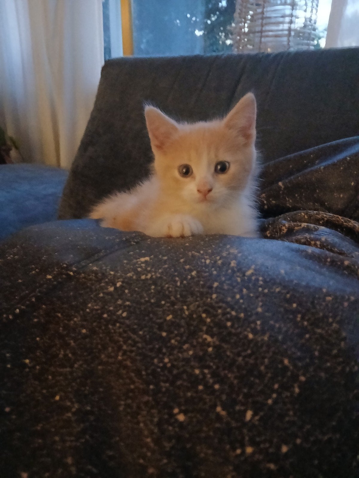 Prachtige Noorse boskat Britse korthaar kittens, Meerdere dieren, Ontwormd
