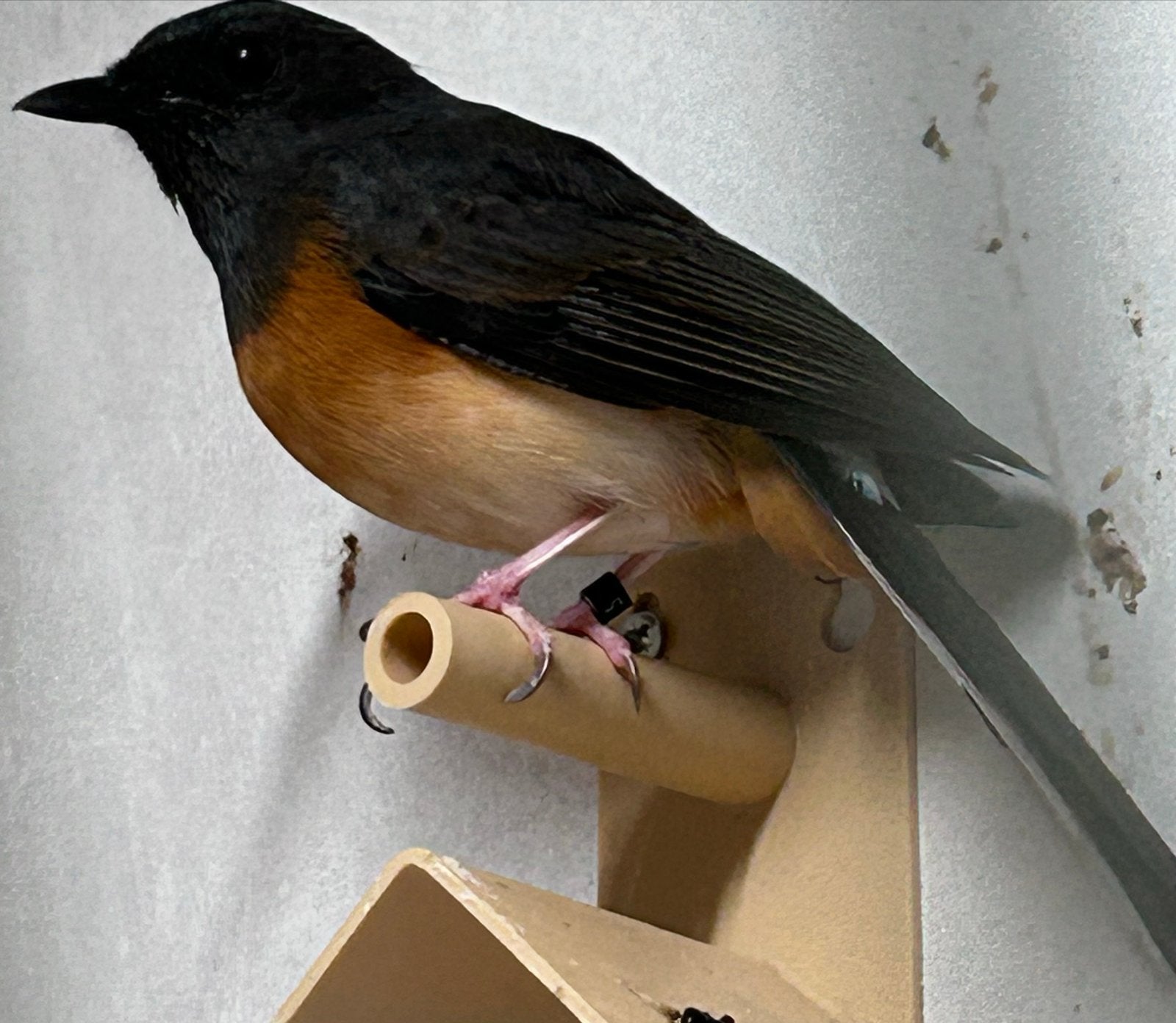 Pop Schamalijster, buitenvoliere, Vrouwelijk, Tropenvogel, Geringd