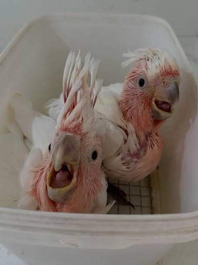 Inca kaketoe baby 2026, Dieren en Toebehoren, Vogels | Parkieten en Papegaaien, Vrouwelijk, Papegaai, Pratend