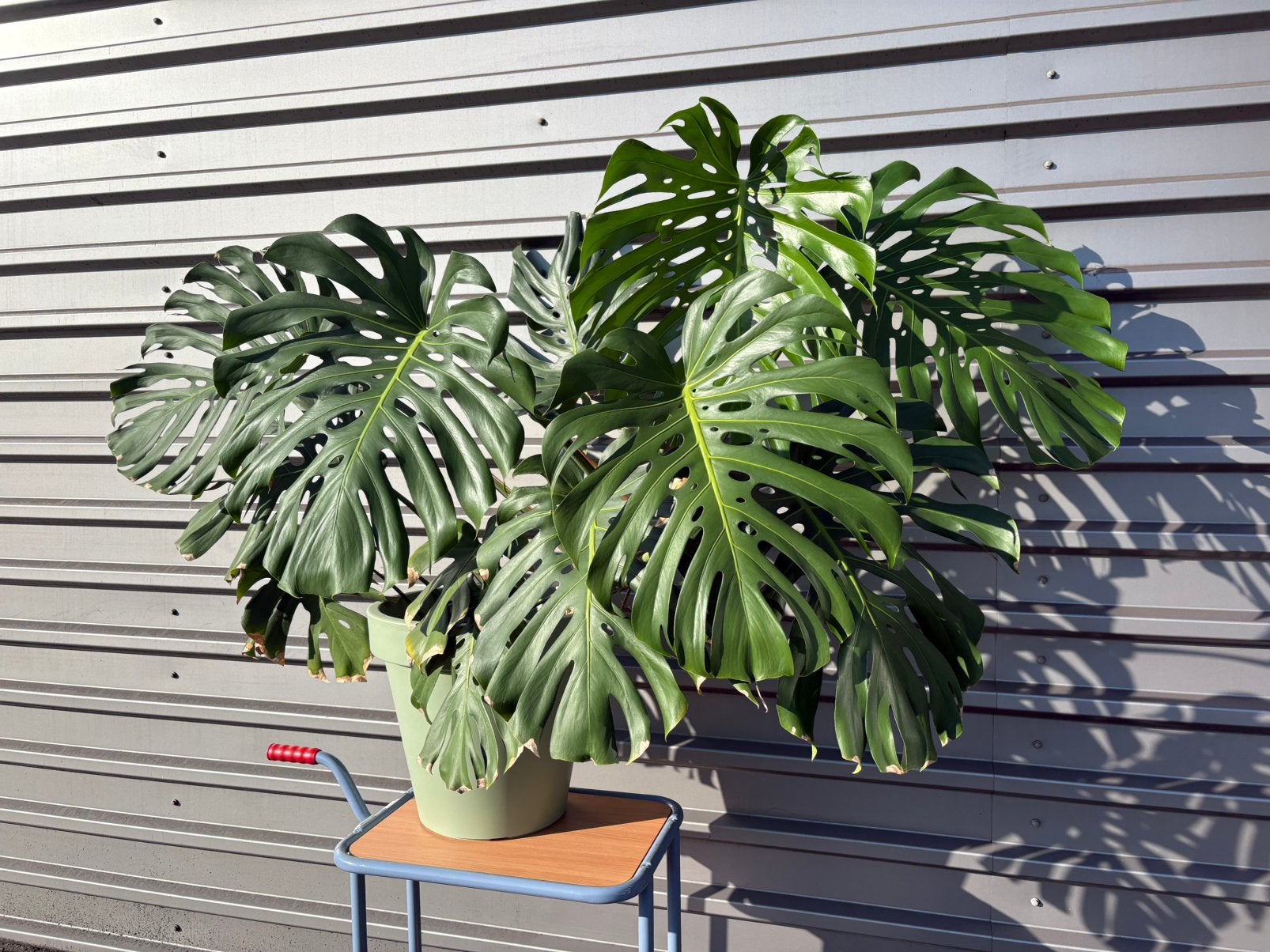 Prachtige gezonde Monstera plant, Ophalen, Overige soorten, Volle zon