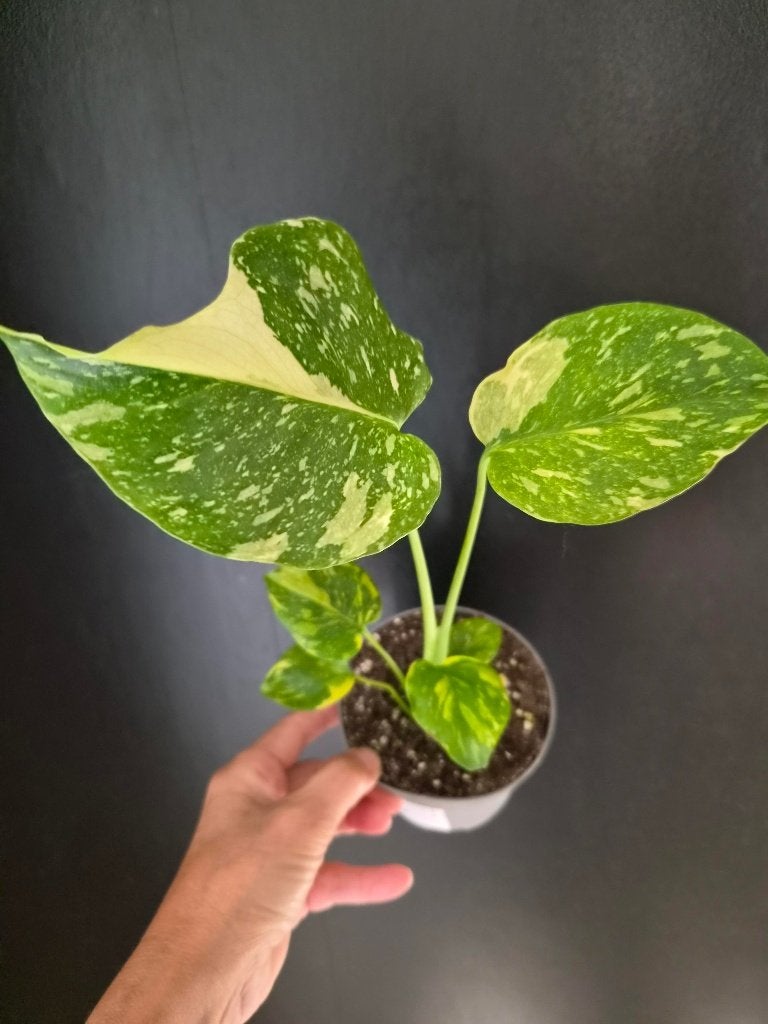Monstera ELectrolight, Ophalen of Verzenden, Halfschaduw, Minder dan 100 cm