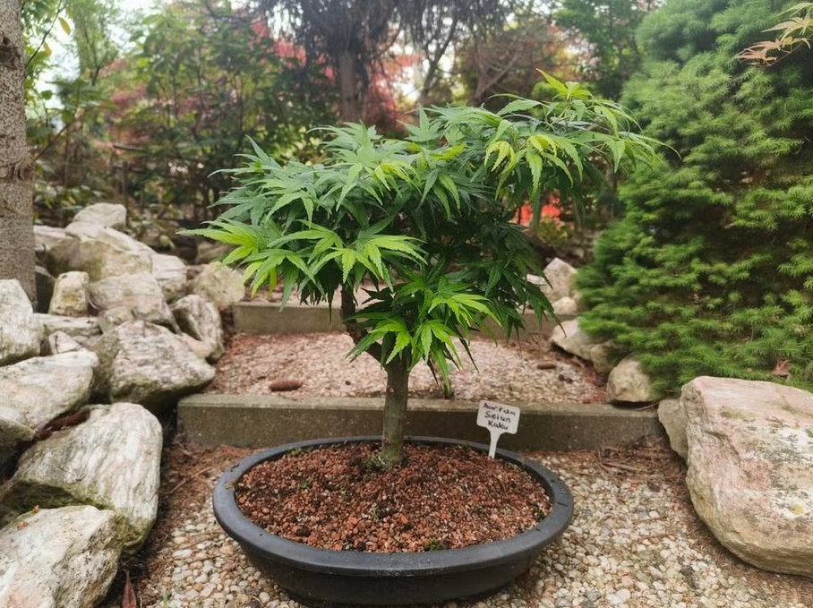 Bonsai Acer Palmatum Seiun kaku, Tuin en Terras, Bloeit niet, Halfschaduw, Overige soorten, Minder dan 100 cm