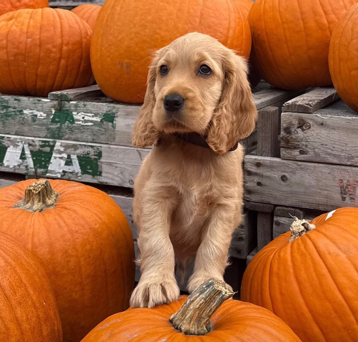 Huiskamernest Engelse cocker spaniel pups laatste 2 pups, Dieren en Toebehoren, 8 tot 15 weken, Meerdere, Meerdere dieren, Nederland