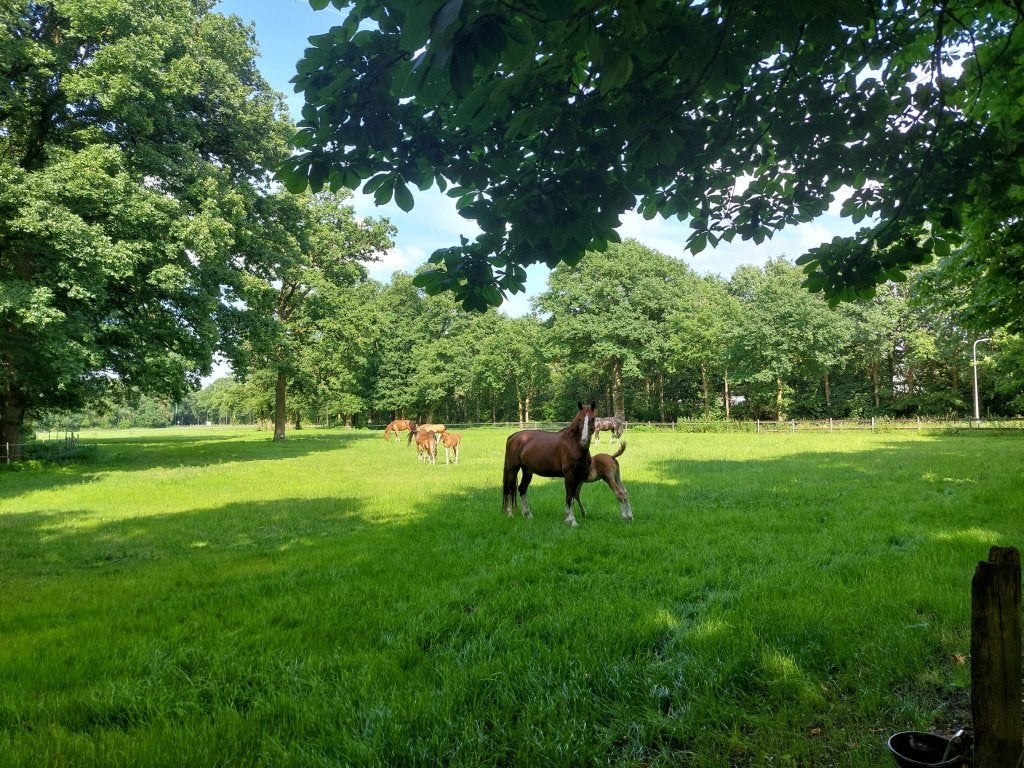Kleinschalige pensionstal Heijen, Stalling
