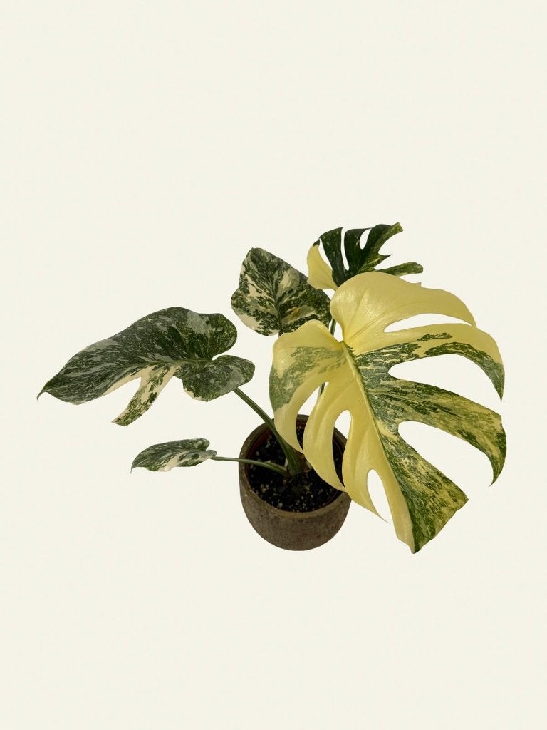 Monstera Creme Brulee, Ophalen of Verzenden, Halfschaduw, Minder dan 100 cm