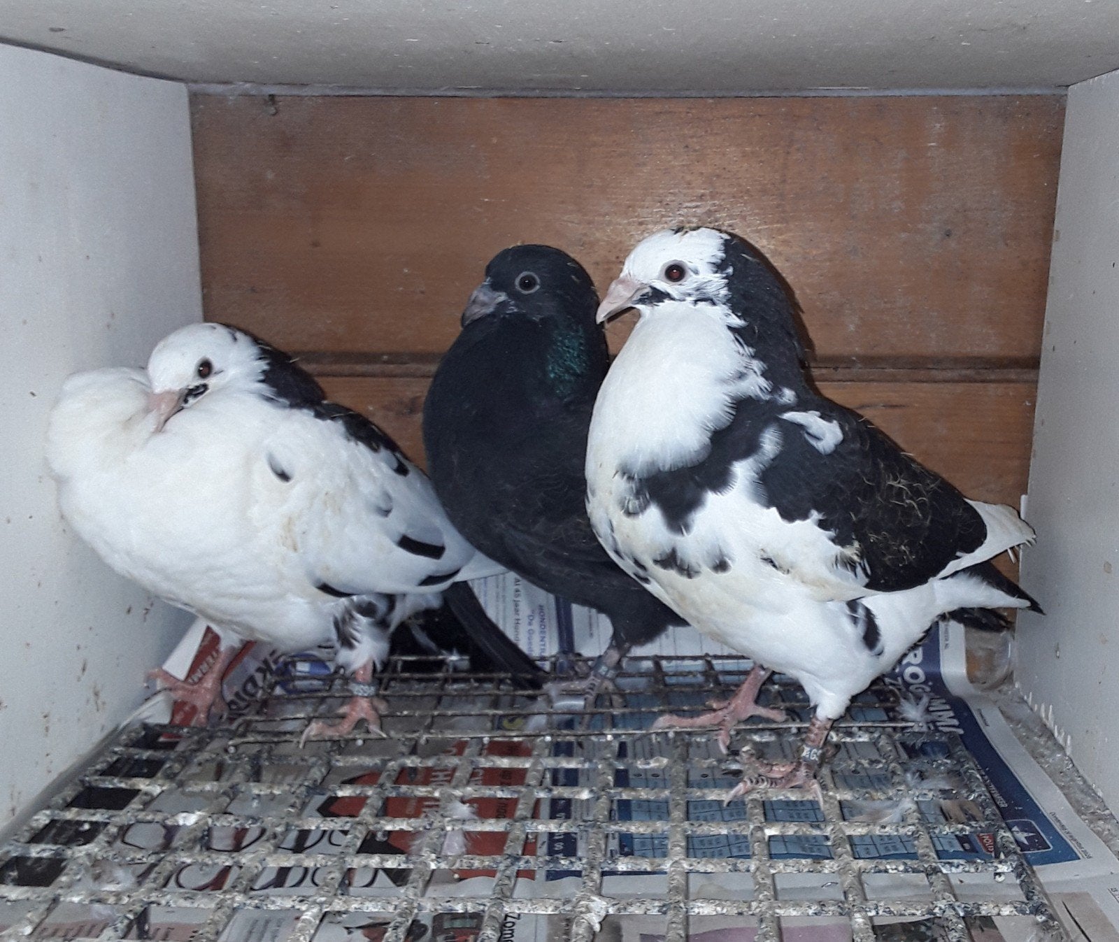 Gaditano kropper  piepers, Dieren en Toebehoren, Geslacht onbekend, Kropper