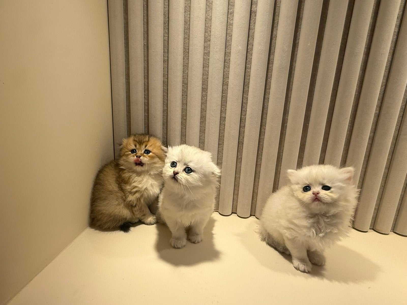 langhaar British kittens zoeken een liefdevol huisje, Dieren en Toebehoren, Katten en Kittens | Raskatten | Langhaar, Meerdere dieren