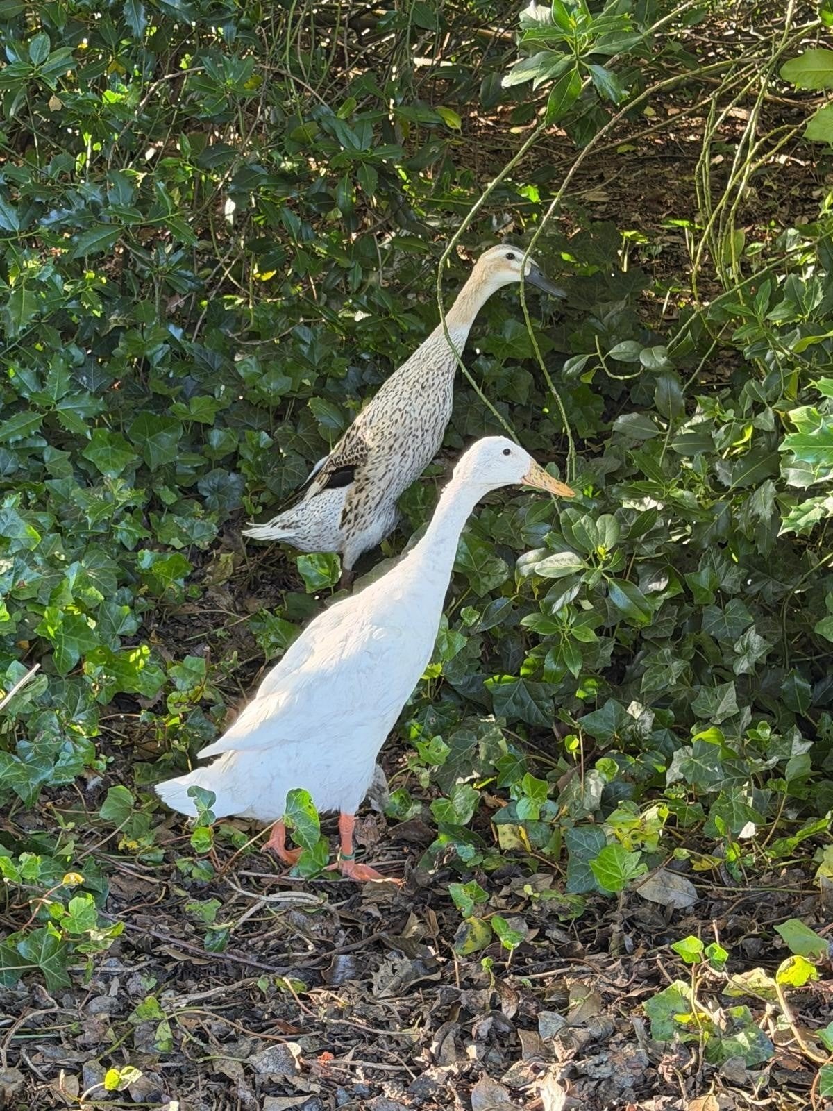 Indische loopeenden, Meerdere dieren, Eend