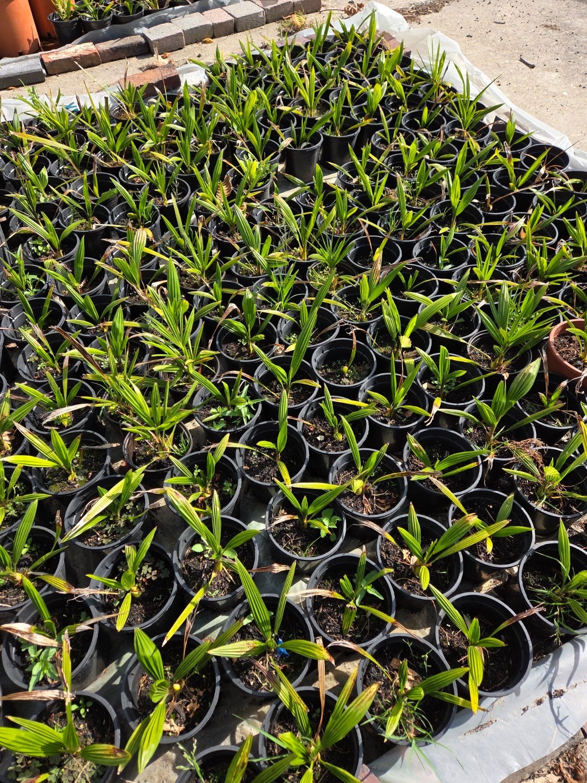 palmboom trachycarpus fortunei, Ophalen