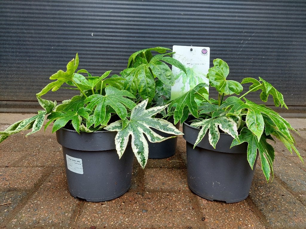 Fatsia Japonica 'Spiders Web' - Vingerplant H: 25 - 30 cm., Vaste plant, Halfschaduw, Herfst, Ophalen
