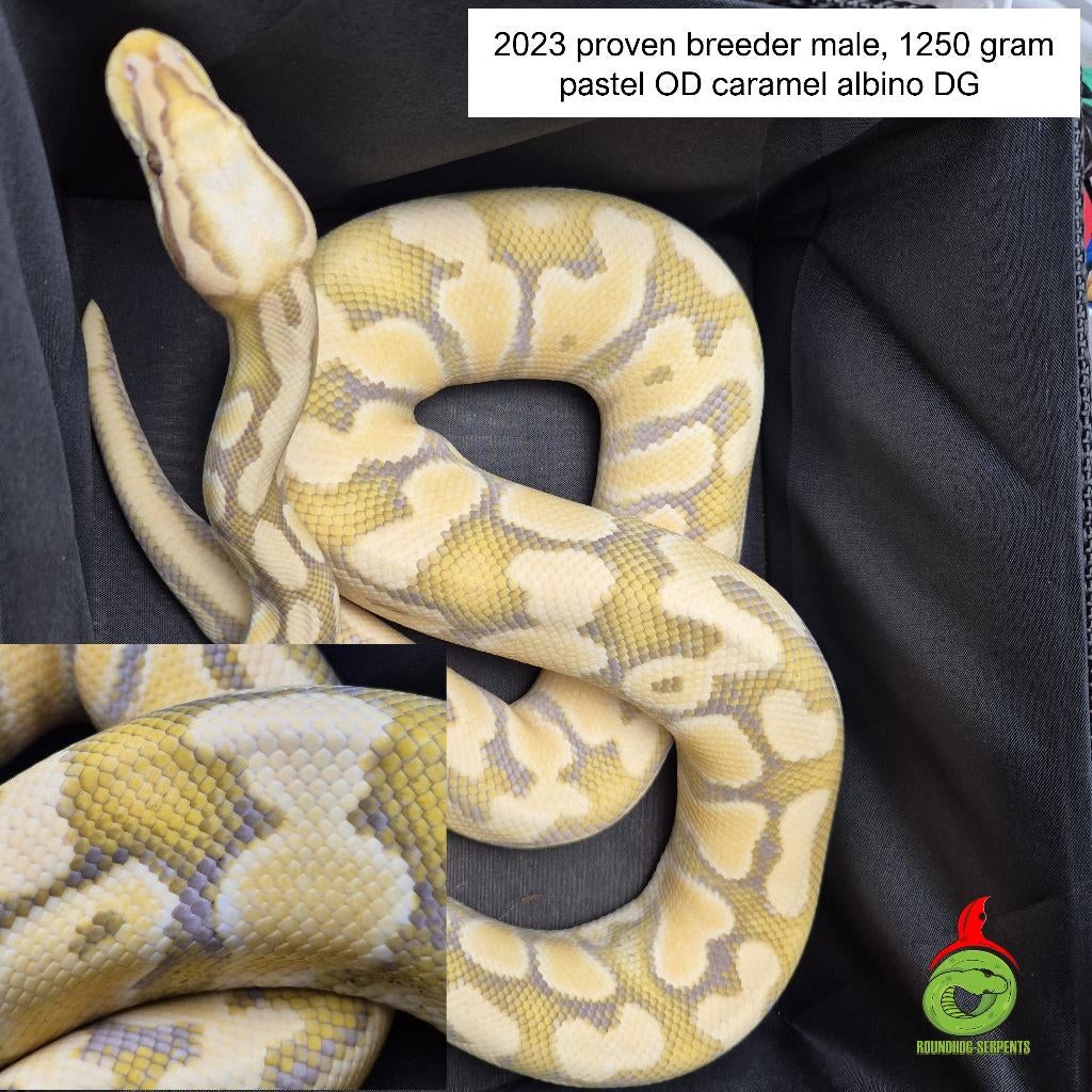 regius pastel OD caramel DG Ball Python - unknown for sale from Roundhog serpents