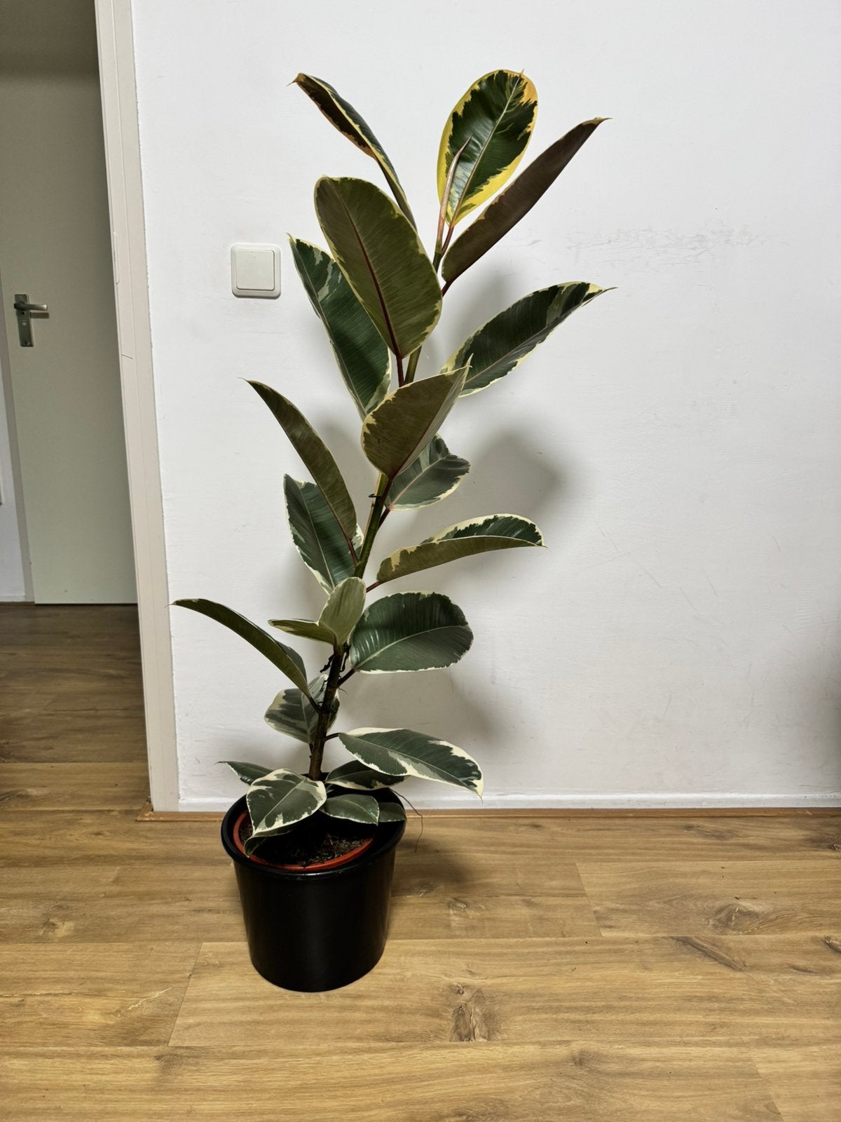 Ficus tineke 150 cm hoog, Ophalen, Ficus, Halfschaduw