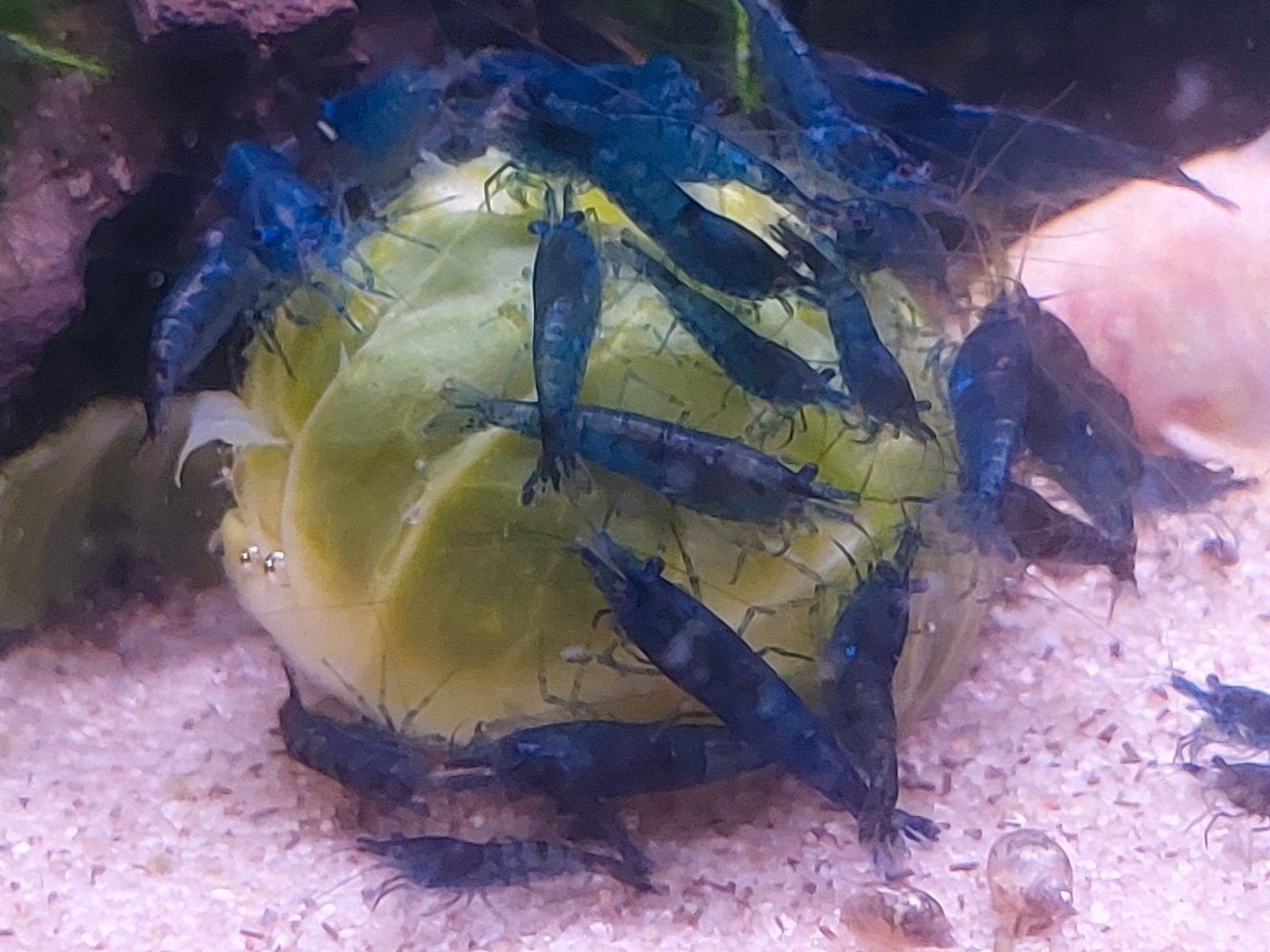 Blue dream garnalen., Dieren en Toebehoren, Kreeft, Krab of Garnaal