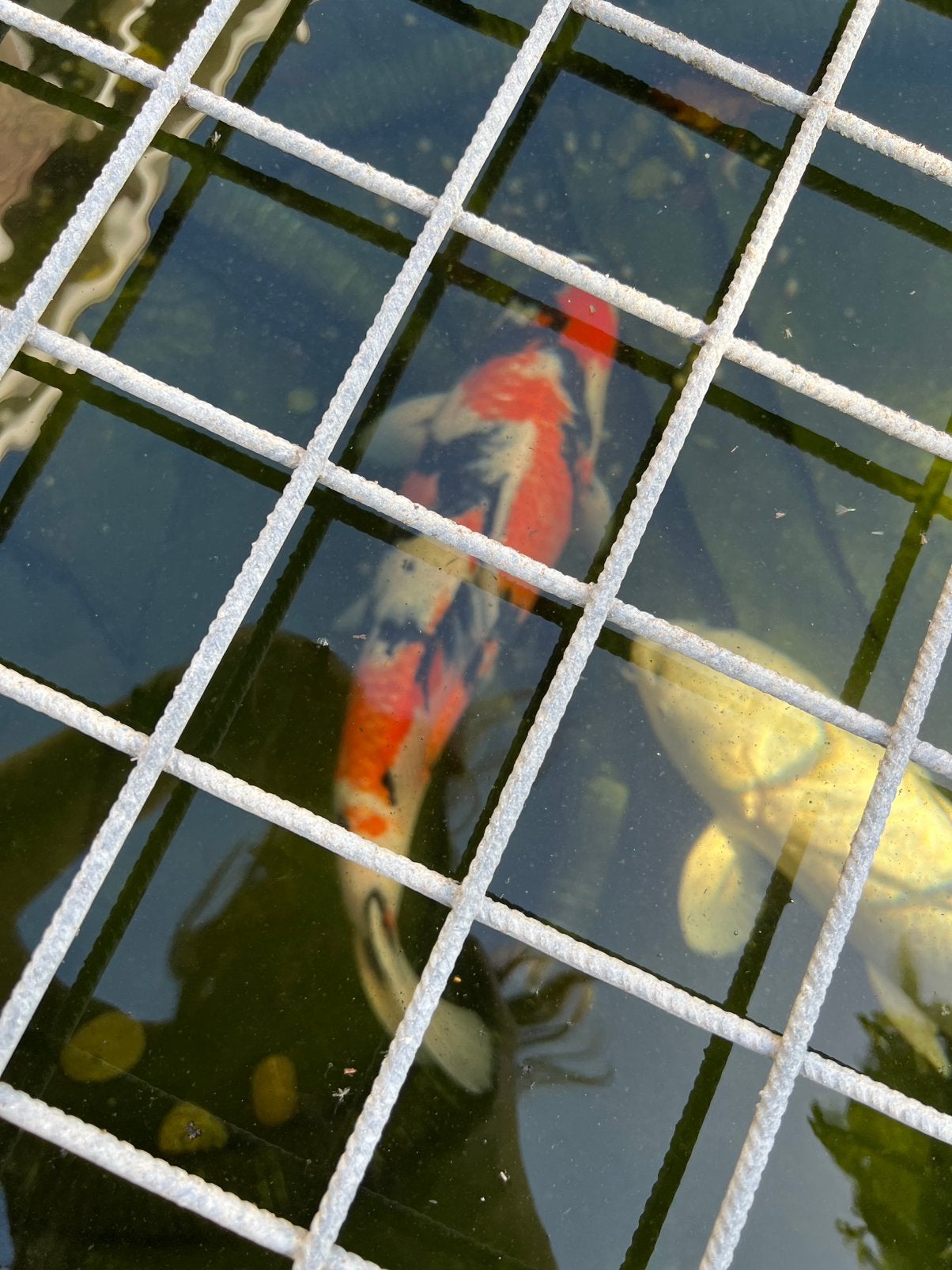 Japanse koi 50cm, 2 stuks (wit en oranje/zwart/wit), Karper of Koi