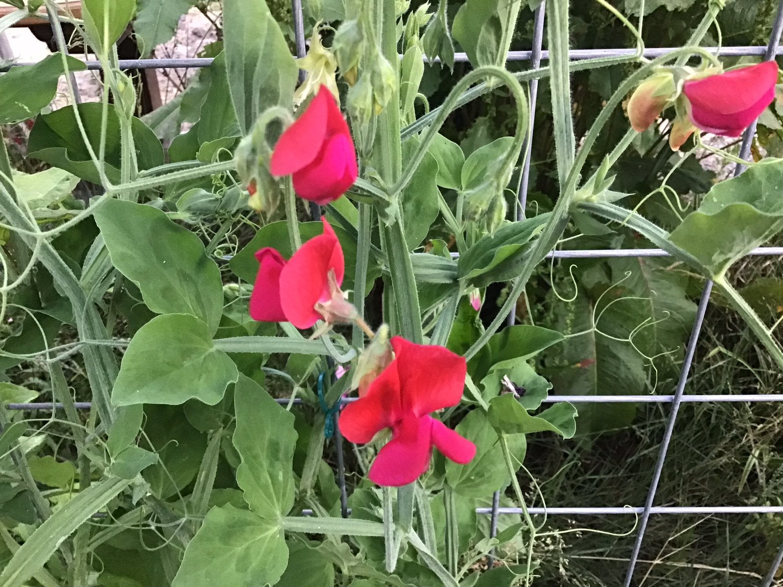 Zaden lathyrus rood, Ophalen of Verzenden, Volle zon