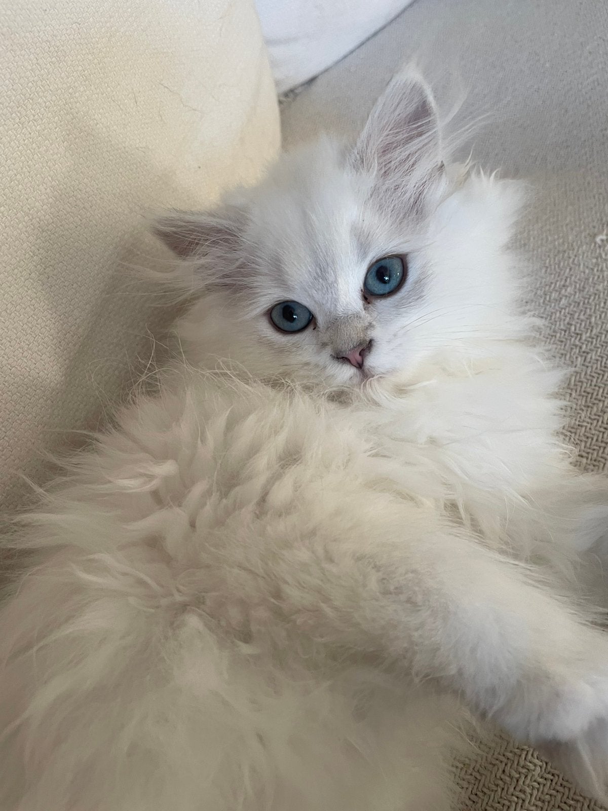 Britse langhaar kittens, Dieren en Toebehoren, Katten en Kittens | Raskatten | Langhaar, Meerdere dieren, Ontwormd, 0 tot 2 jaar