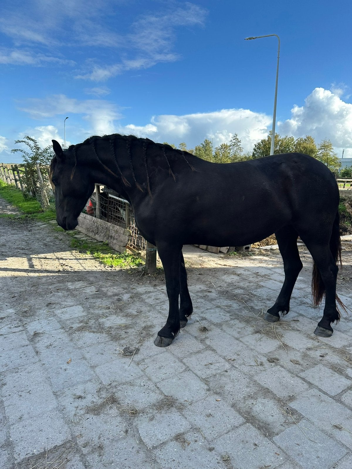 Gezocht ervaren bijrijder voor onbeleerd jong paard, Dieren en Toebehoren, Ophalen, Nieuw