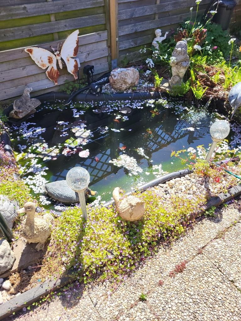 Gratis tuinvijver, Ophalen, Gebruikt