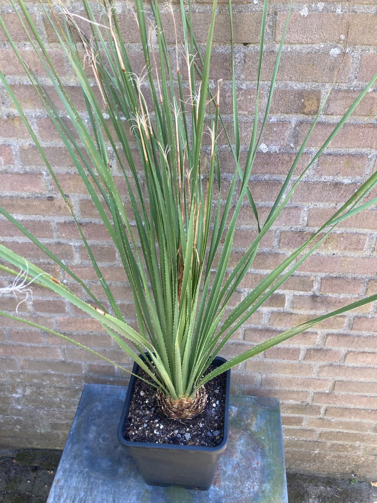 Dasylirion Serratifolium, Tuin en Terras, Planten | Tuinplanten, Ophalen, Vaste plant, Overige soorten, Volle zon