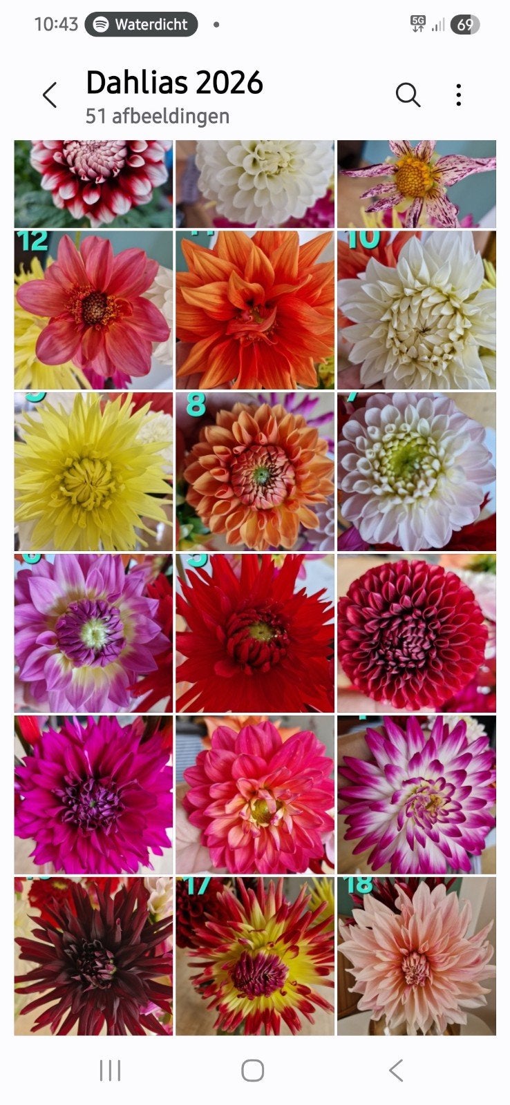 Dahlia knollen ruilen !!!!, Ophalen of Verzenden, Voorjaar, Volle zon, Knol
