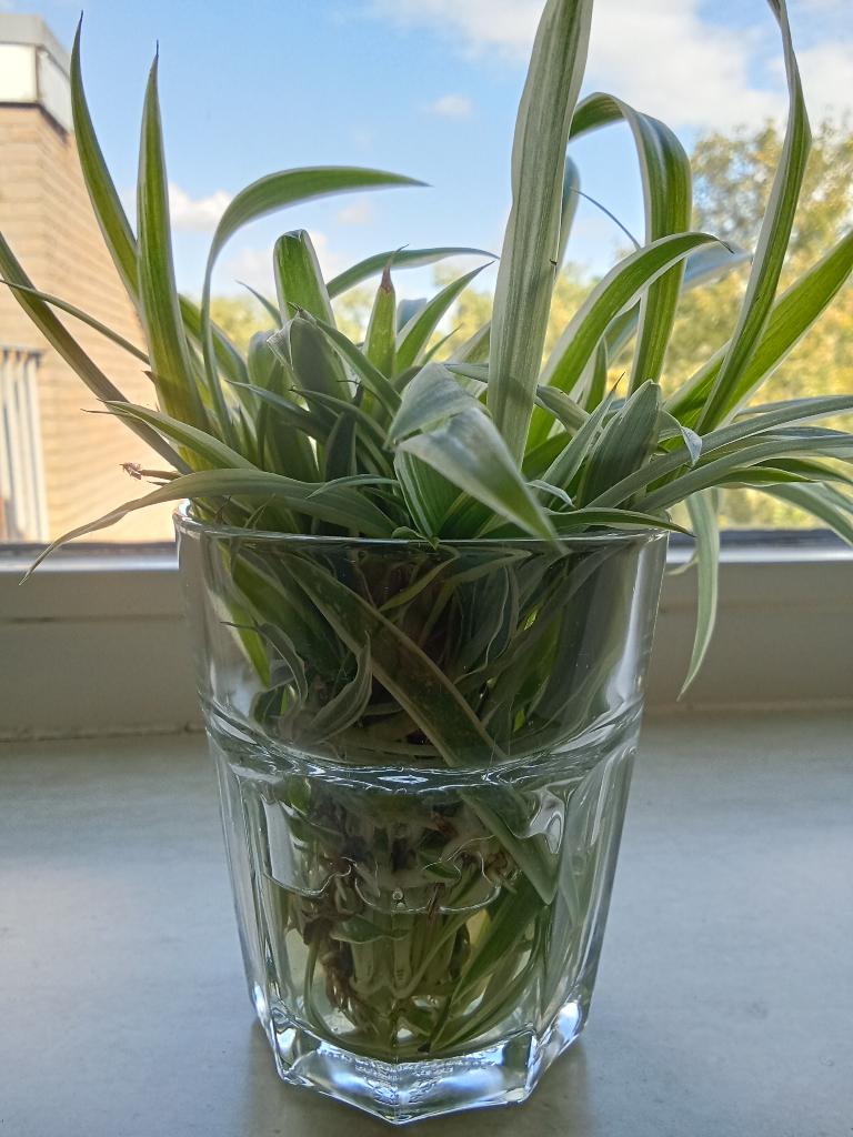 Stekjes spinnenplant, Ophalen, Overige soorten, Halfschaduw, Minder dan 100 cm