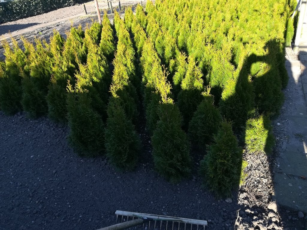 coniferen zeer mooi  handelsprijs, Tuin en Terras, Overige soorten, Volle zon, Vaste plant, Ophalen of Verzenden
