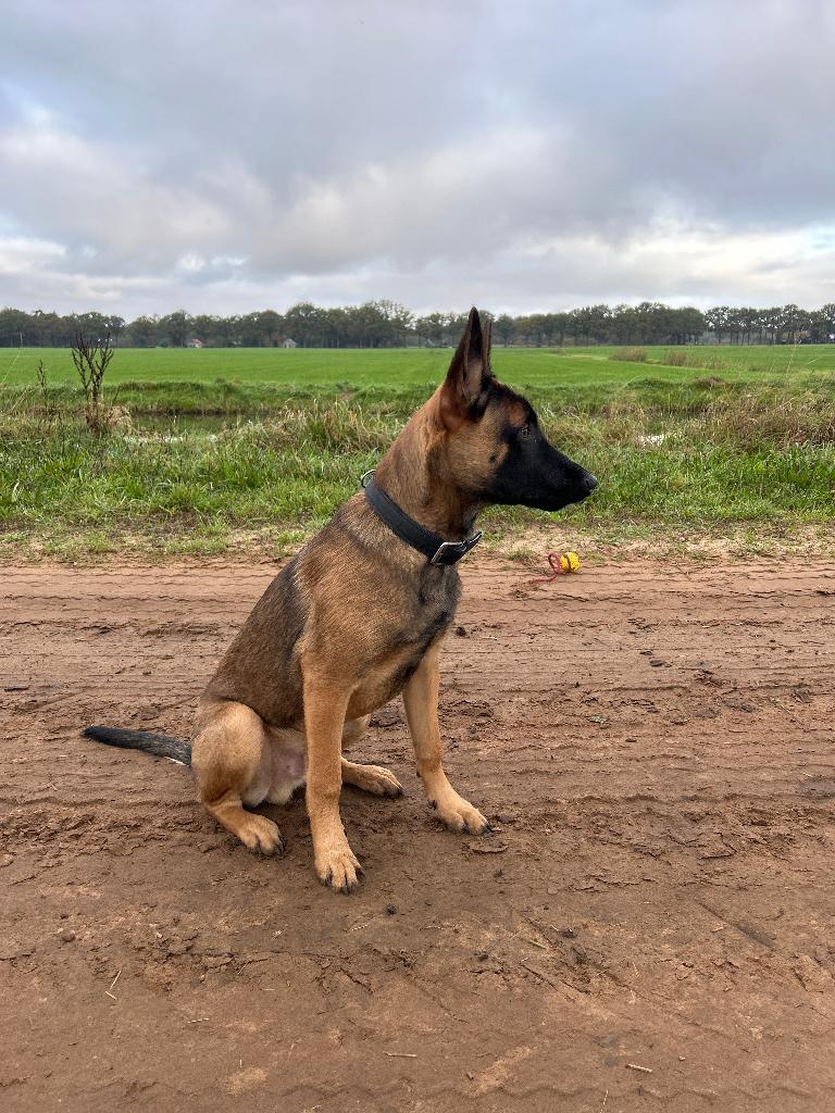 Prachtige Mechelse Herder Reu “Rex”  1 Jaar., Reu, 1 tot 2 jaar, Parvo, Eén hond