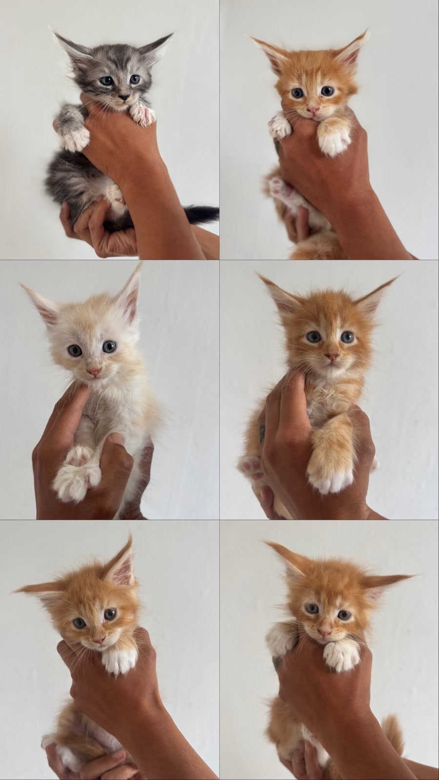 Prachtig nest Maine Coon kittens geboren, Dieren en Toebehoren, Meerdere dieren, Ontwormd, 0 tot 2 jaar
