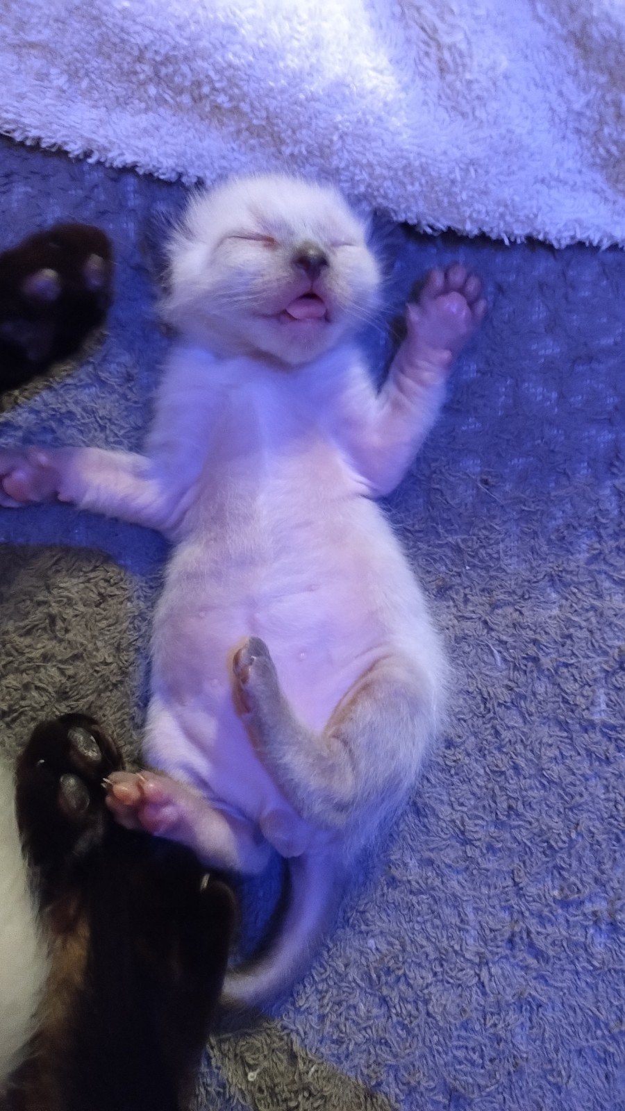 Siamese kittens 750€ nog 1tje beschikbaar, Dieren en Toebehoren, Katten en Kittens | Raskatten | Korthaar, Meerdere dieren, Ontwormd