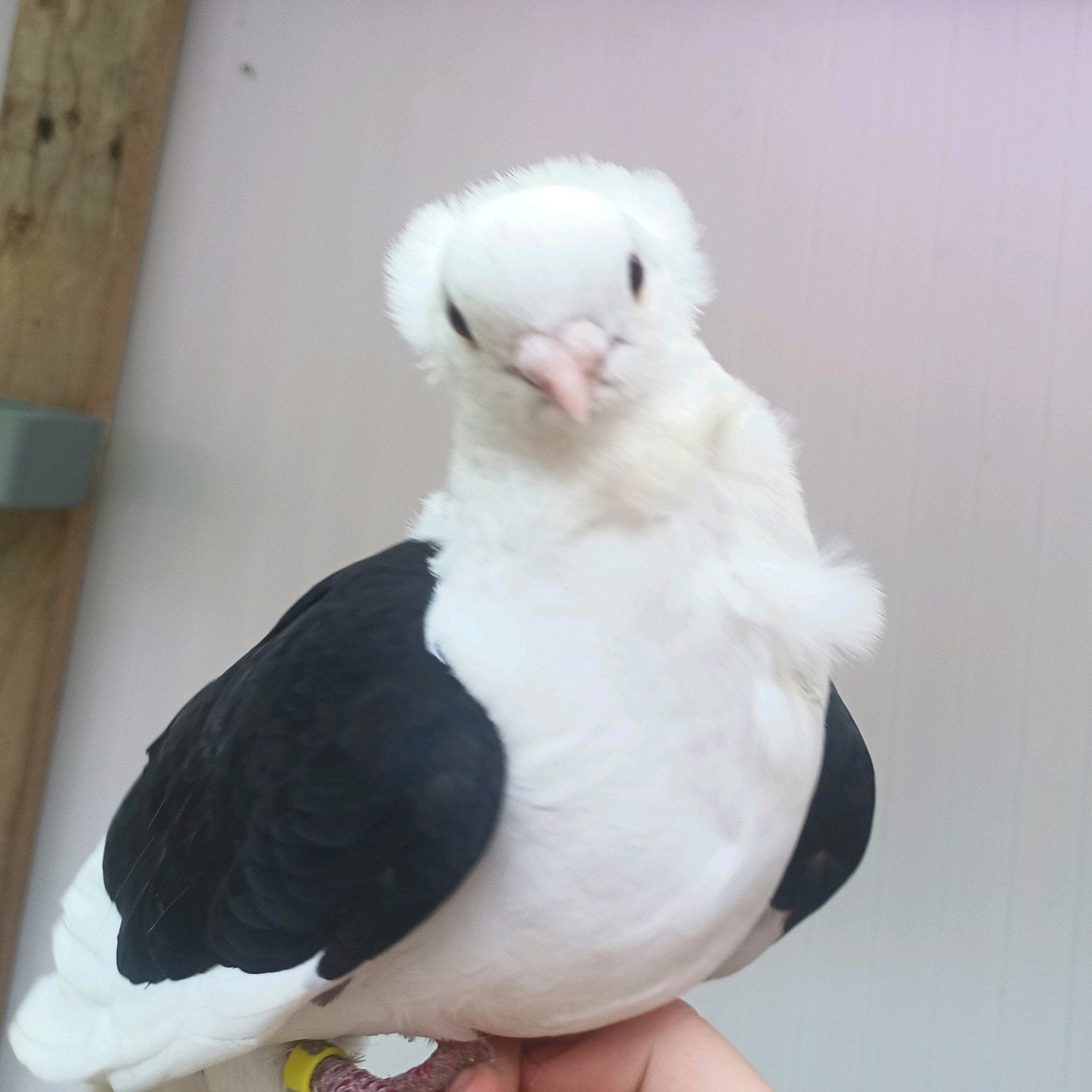 Duif mooi, Geslacht onbekend, Parkiet
