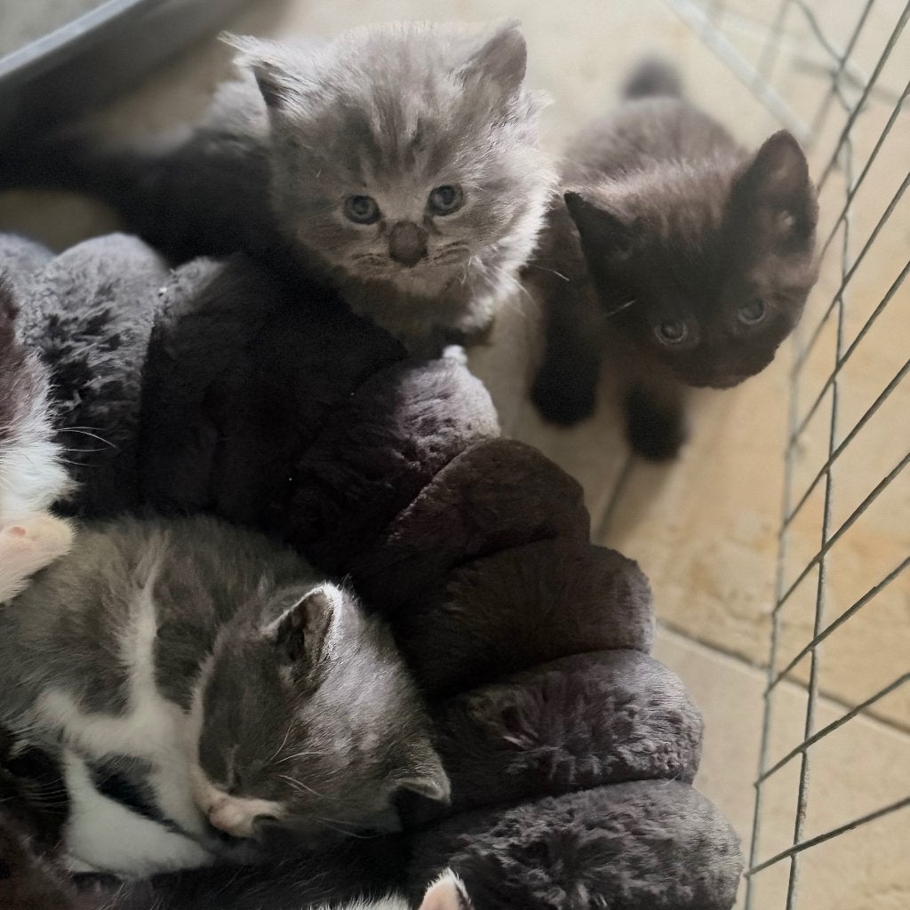 Kittens Britse korthaar, Meerdere dieren