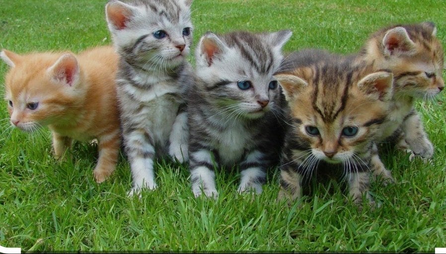 IK BEN OPZOEK NAAR EEN KITTEN, Poes