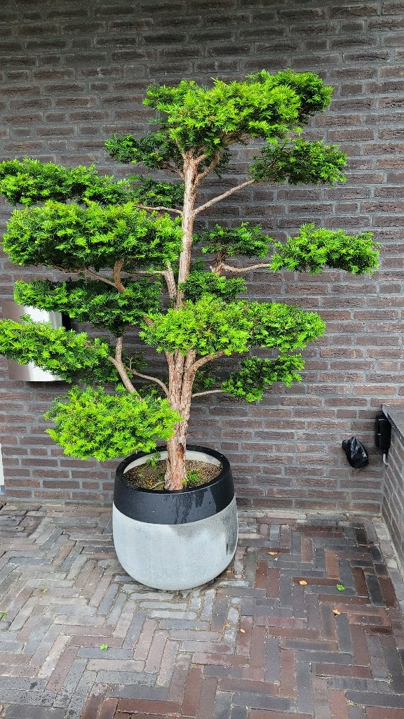 Taxus boom - Japanse bonsai stijl – vormsnoei, Bloeit niet, Overige soorten, 100 tot 250 cm, Ophalen