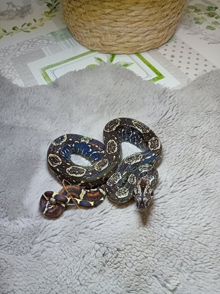 Verschillende jonge boa constrictor imperator te koop Boa Constrictor photo 2