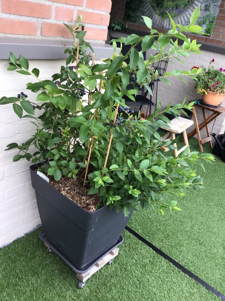 Blauwe Bessenstruik BIO 3 x in 1 pot met vruchten, Ophalen, Vaste plant, Halfschaduw, Fruitplanten