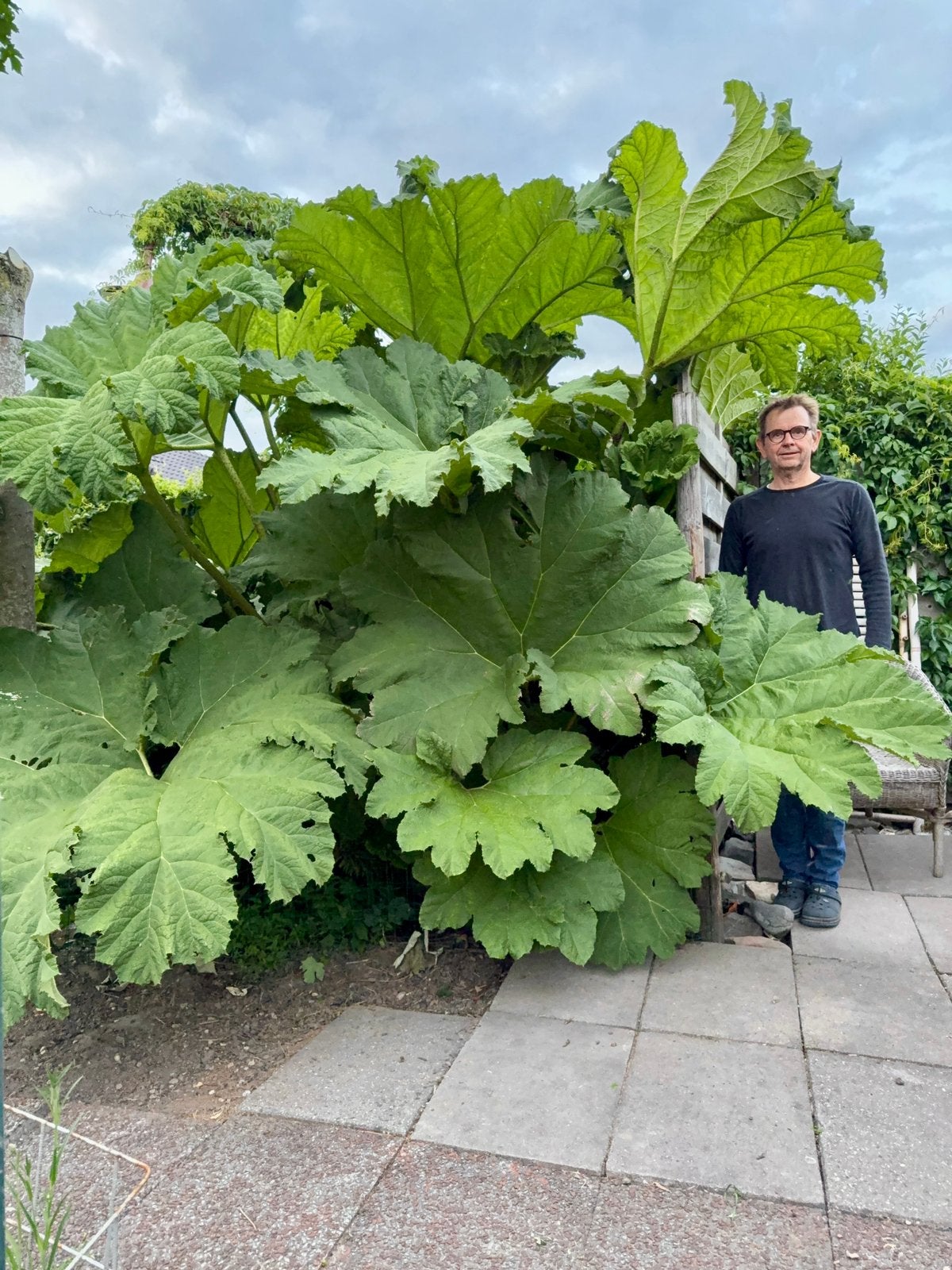Gunnera manicata (Reuzerabarber) Grote, imposante kuipplant, Halfschaduw, Overige soorten, Zomer, Ophalen