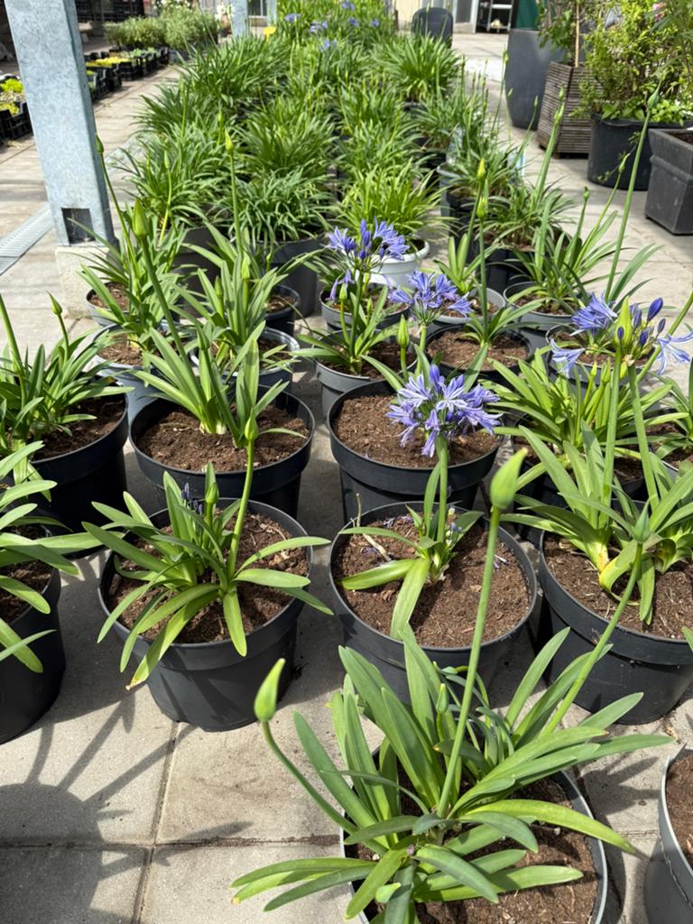 Agapanthus (blauw en wit), Ophalen, Overige soorten, Volle zon