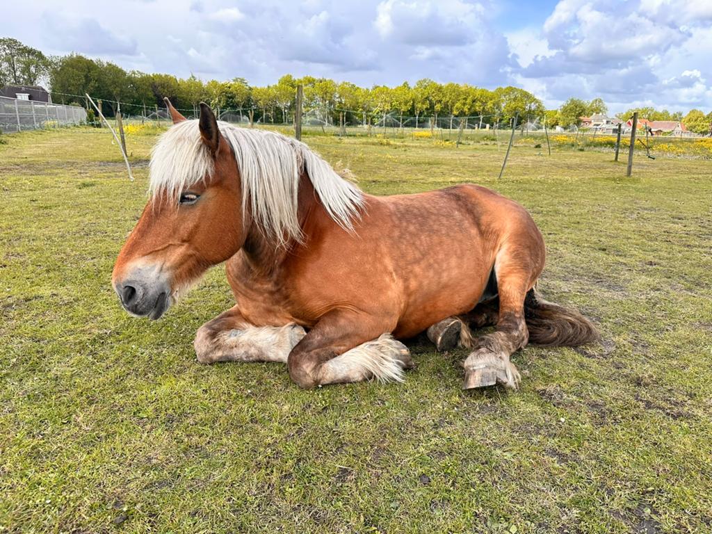 Verzorger gezocht voor lieve Bons!, Stalling