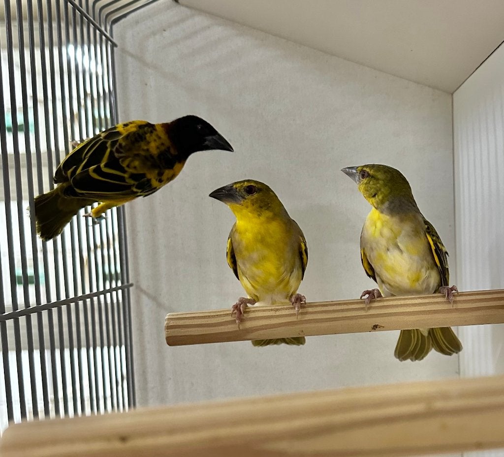 Grote textorwevers 2 poppen 1 man, Dieren en Toebehoren, Vogels | Overige Vogels, Meerdere dieren