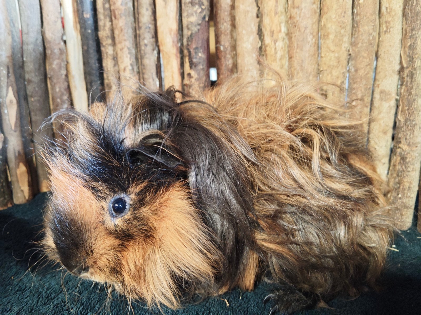 Lunkarya beertjes, Meerdere dieren, Tam, Maart, Cavia