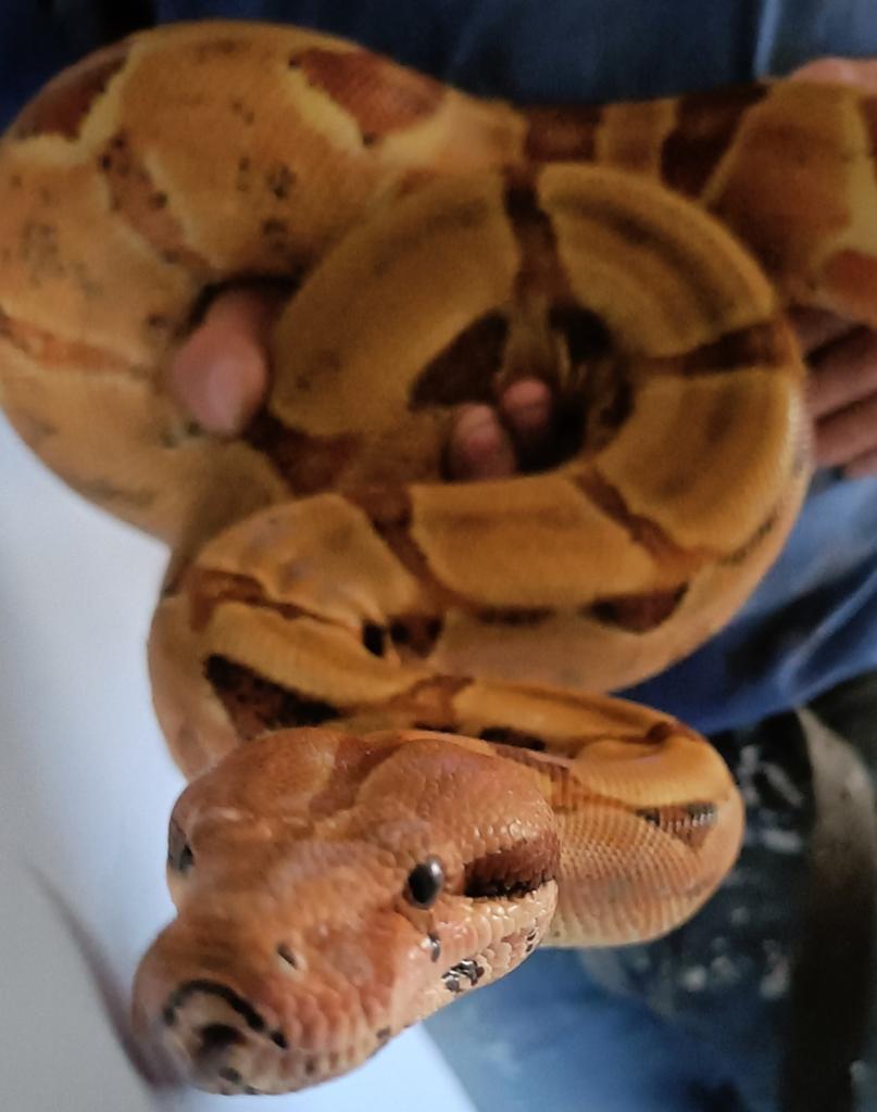 Boa constrictor, Dieren en Toebehoren, Reptielen en Amfibieën, Slang, 0 tot 2 jaar