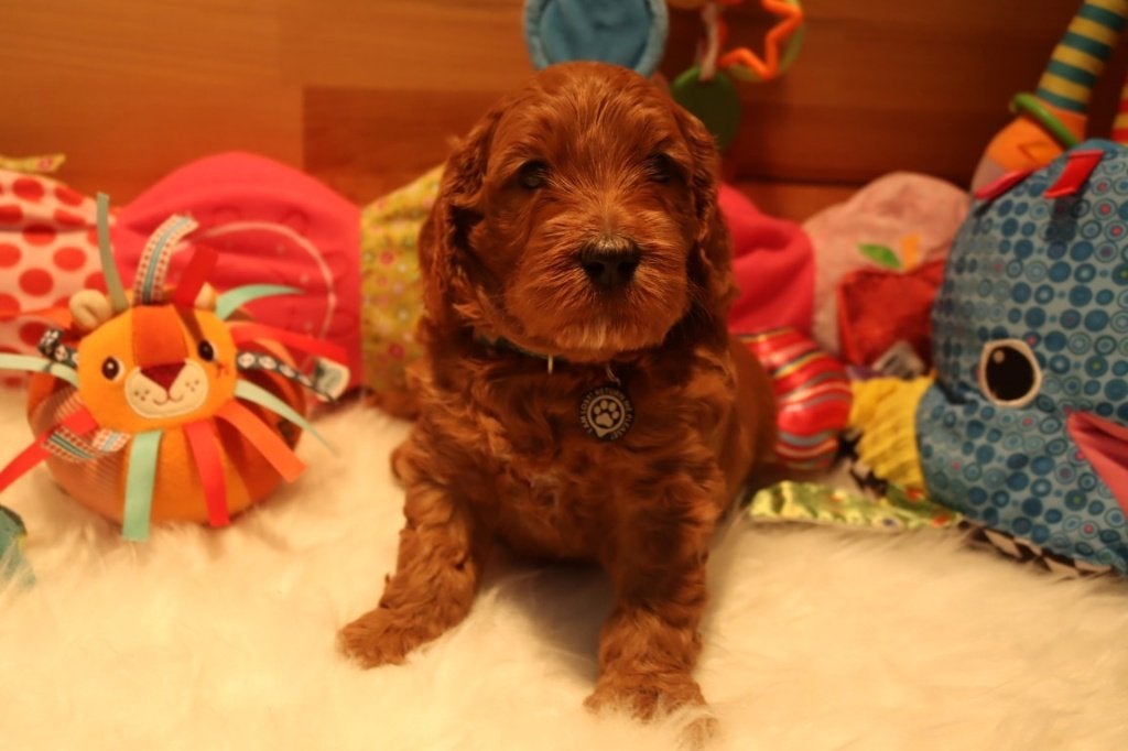 Prachtige mini / medium Australian labradoodle pups, Dieren en Toebehoren, Nederland, Parvo, Overige rassen, 8 tot 15 weken