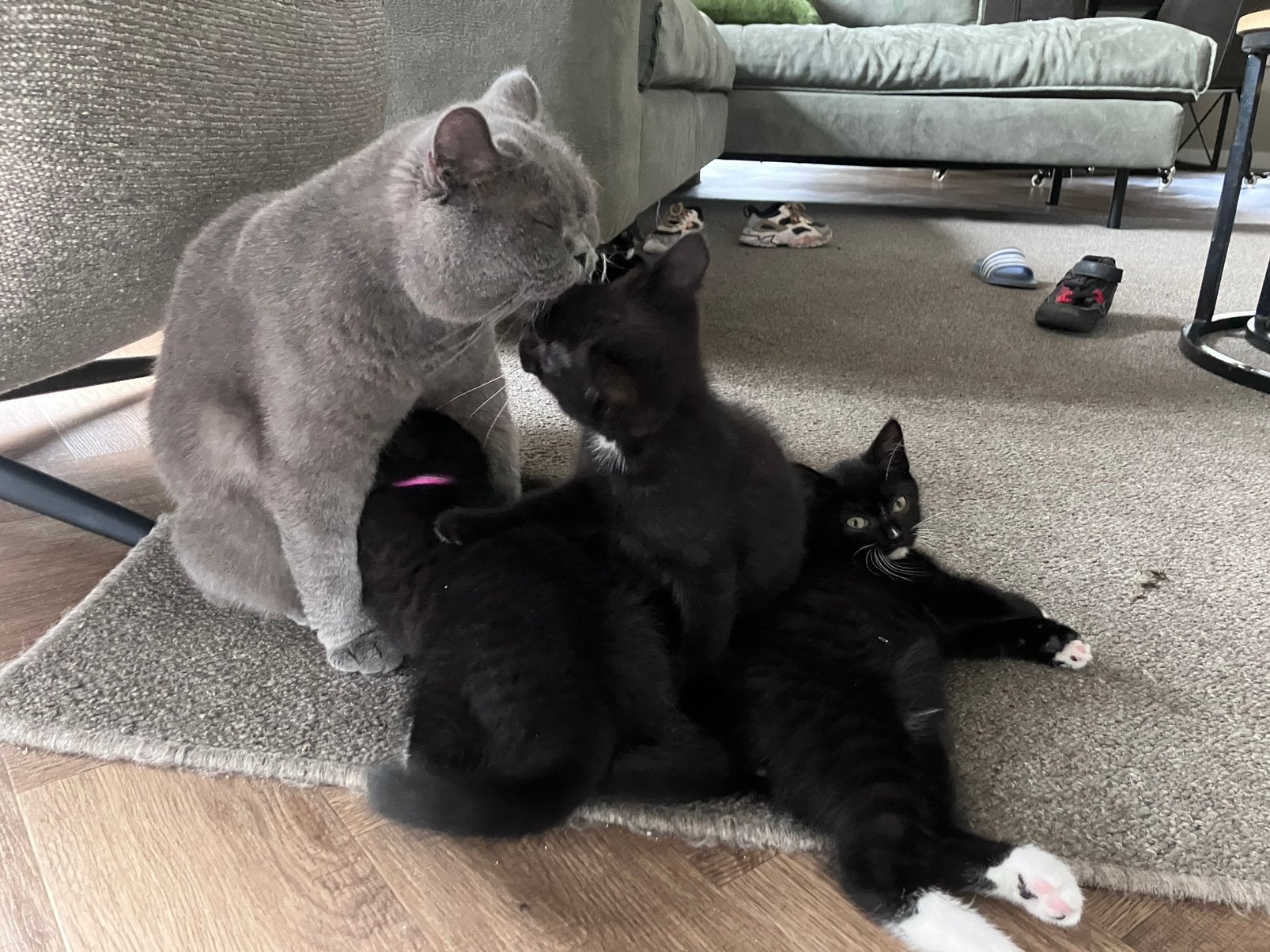 Kruising Britse kortharige kittens te koop, Dieren en Toebehoren, Meerdere dieren, Ontwormd