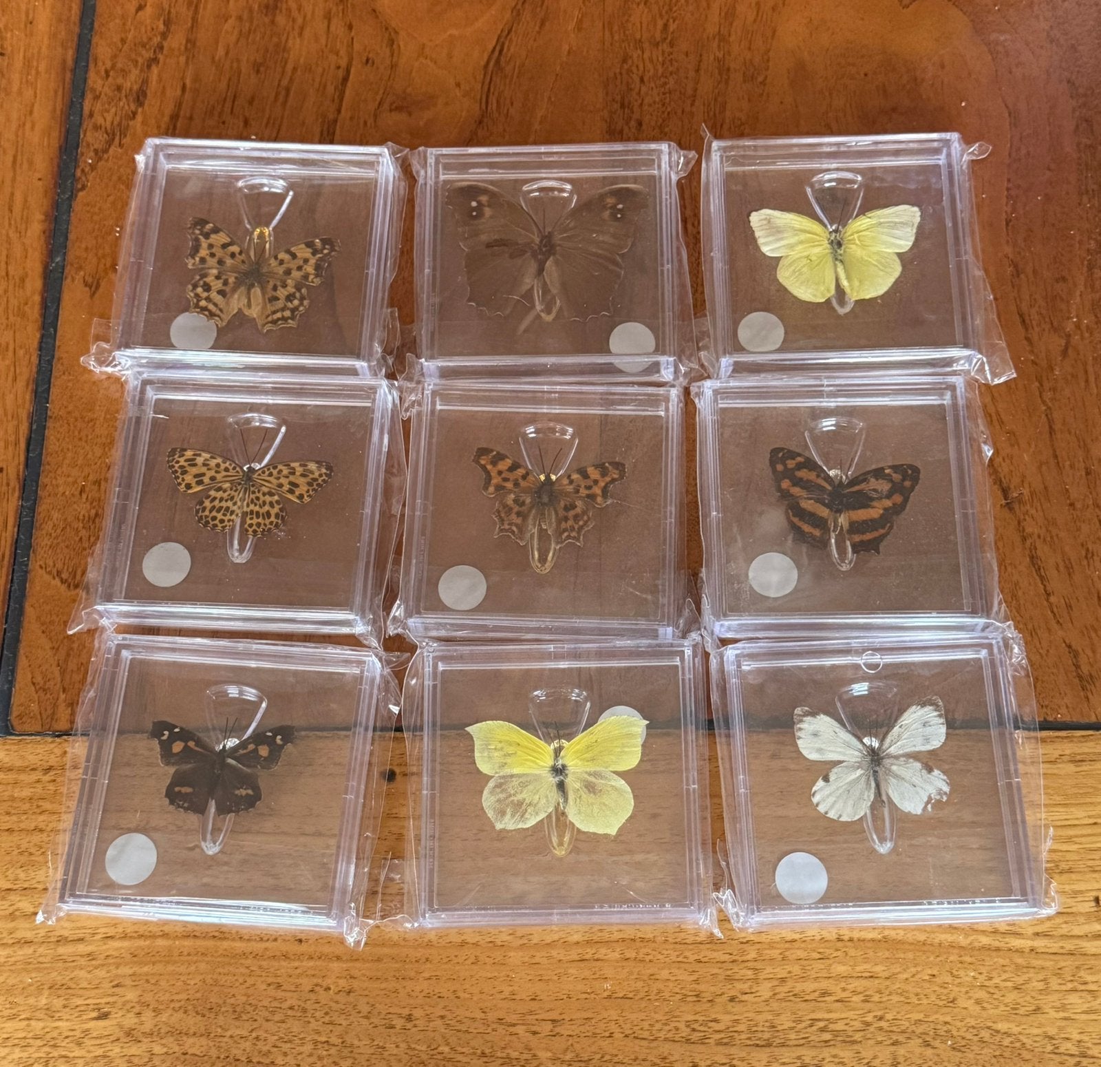 Grote partij opgezette vlinders, Ophalen, Insect, Opgezet dier