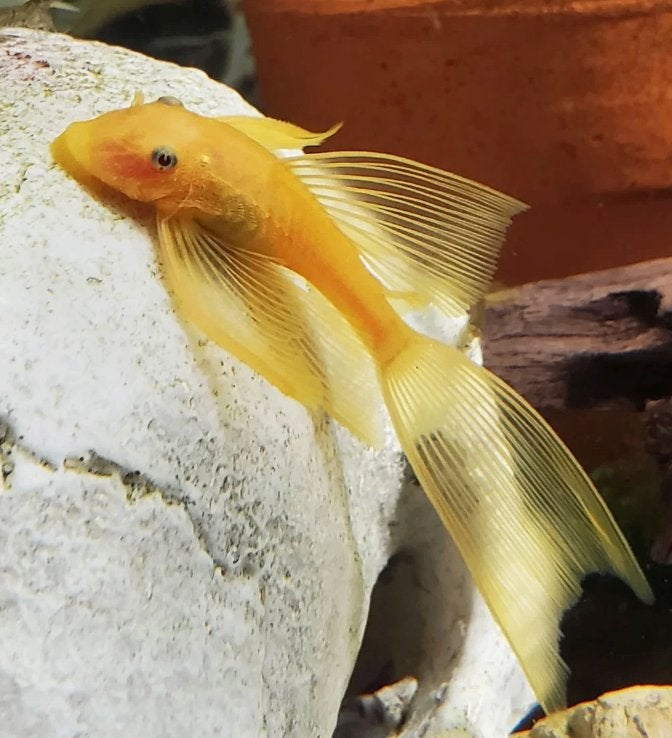 Lemon longfin Ancistrus, Dieren en Toebehoren, Vissen | Aquariumvissen, Vis, Zoetwatervis